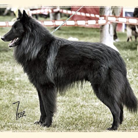 Sp Ch Besos De D'Artamas